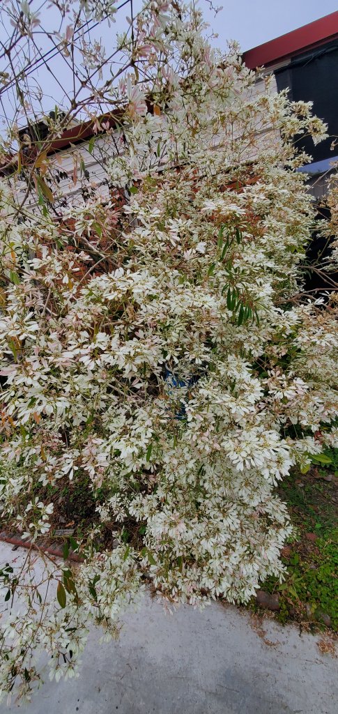 2023-02-25龍過脈森林步道_2042340