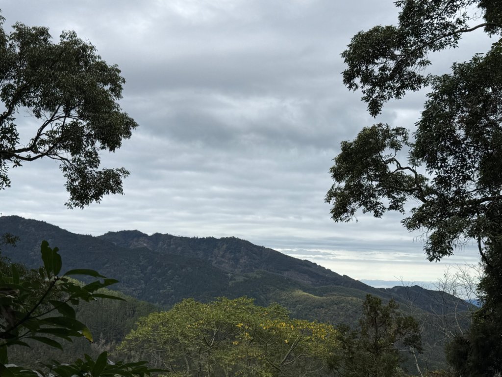 1150301溪頭天文台步道_3008360