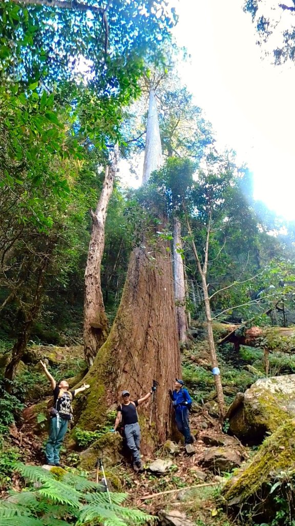 台灣最高如神般存在的大安溪倚天劍巨木探訪_2747956