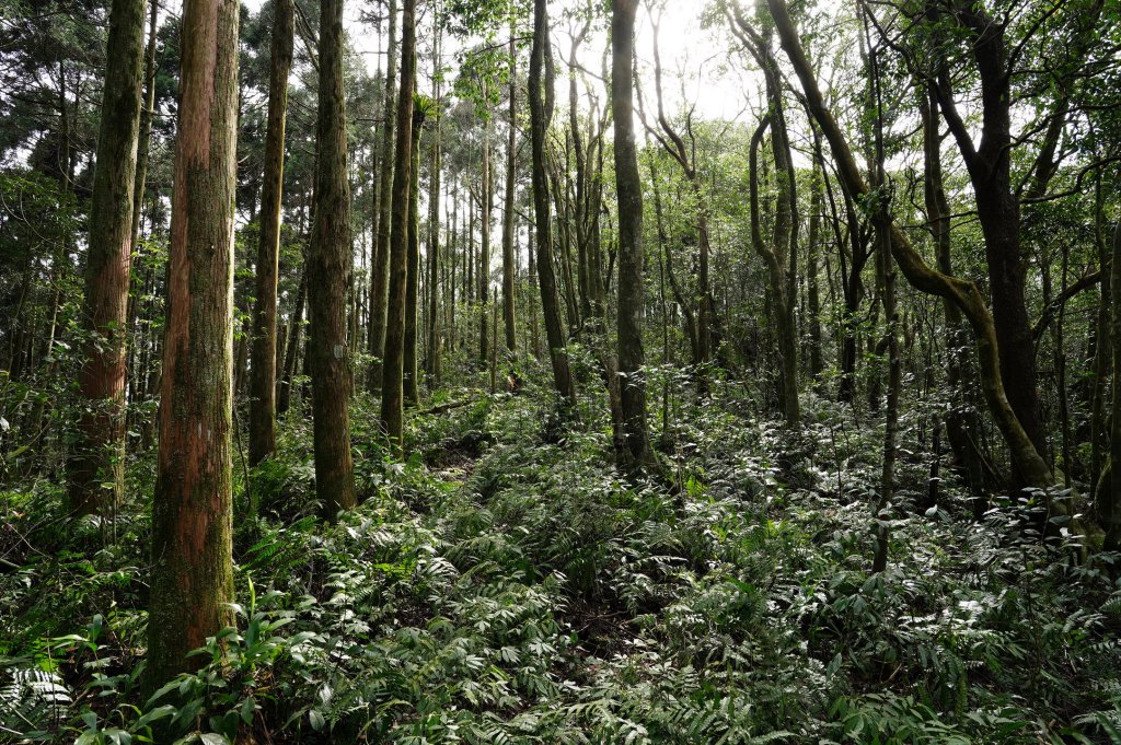 新北 烏來 大桶山、火燒樟山_2728787