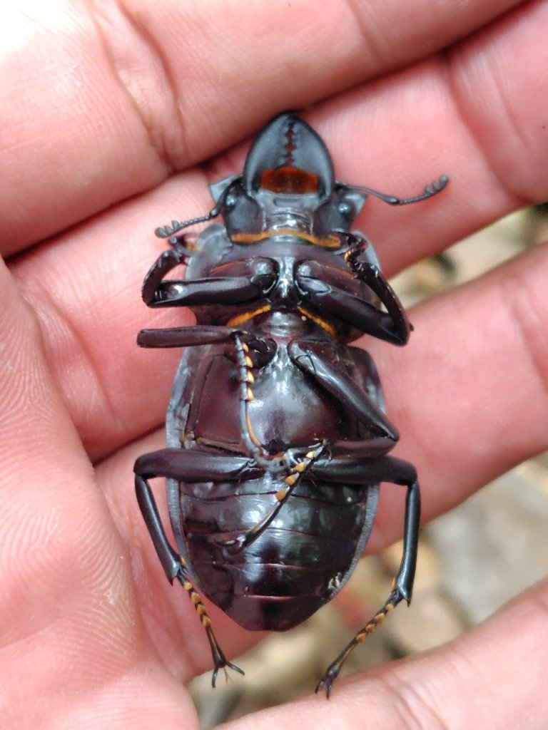 南東眼山連走有勝山_2918710