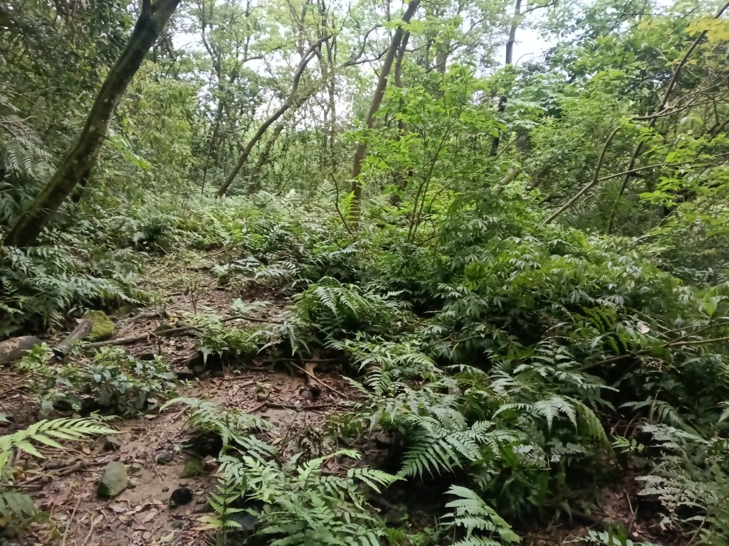 瑞芳區八分寮頂砲台+八分寮頂山+八分寮古道O型_2772446