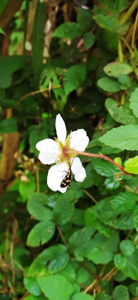 月眉山步道“莫內花園民宿_1325264