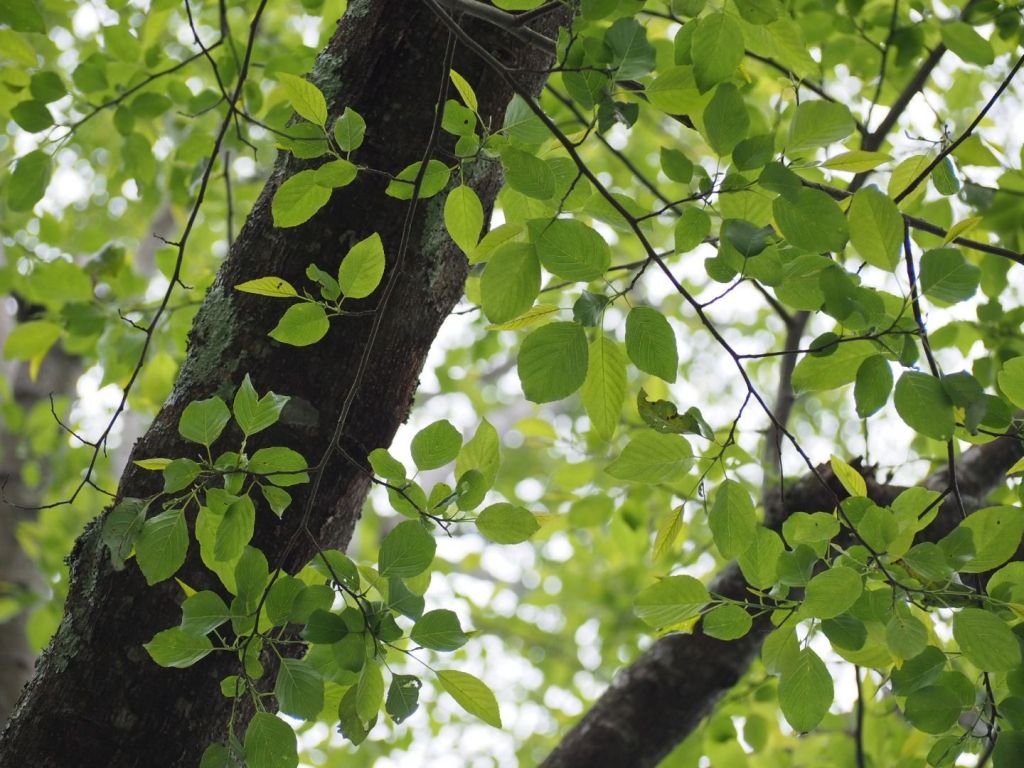 台中鳶嘴山20180406_304865