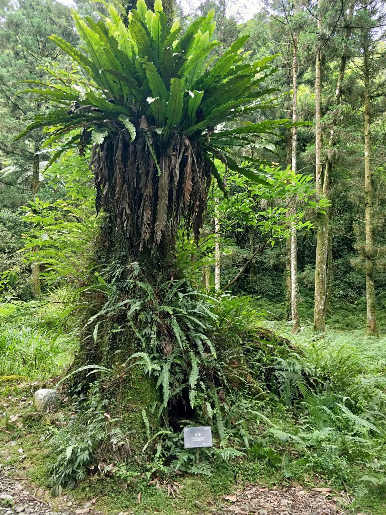 福山植物園_353524