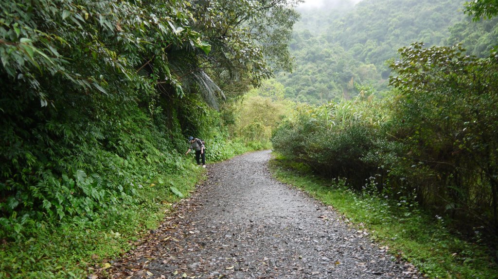 新寮瀑布步道登山健行趣（步道）_1666390