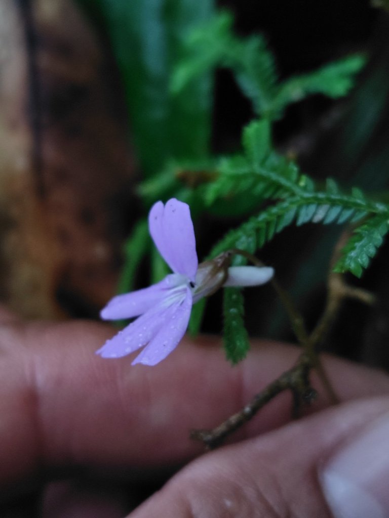 苗栗關刀山_2975042