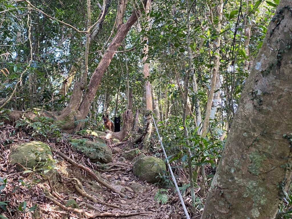 金童山.汶水山.玉女山【冬天的郊山縱走=高山等級的享受】_2680912