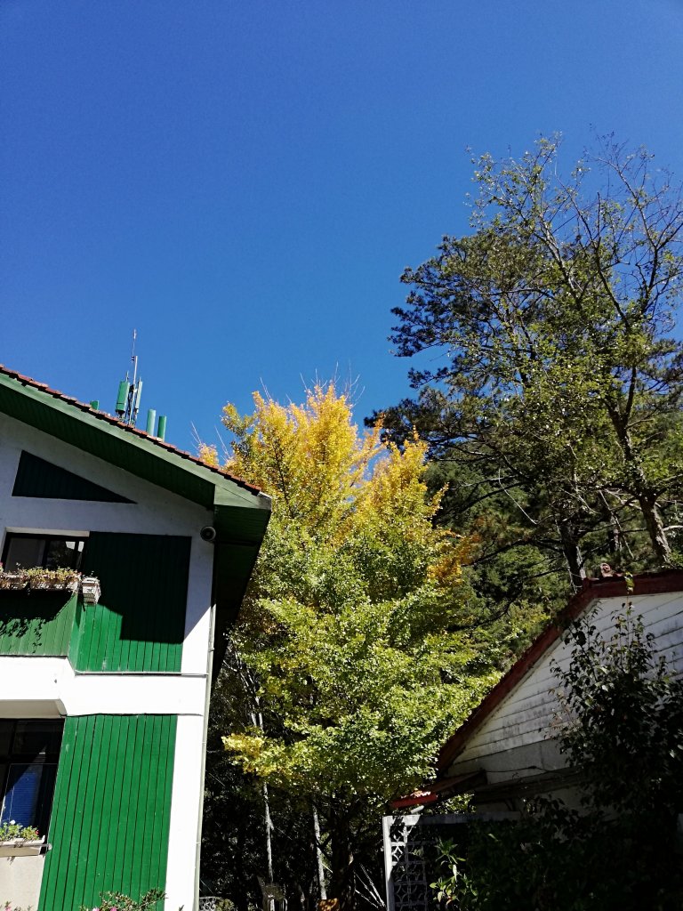 秋色的武陵封面圖