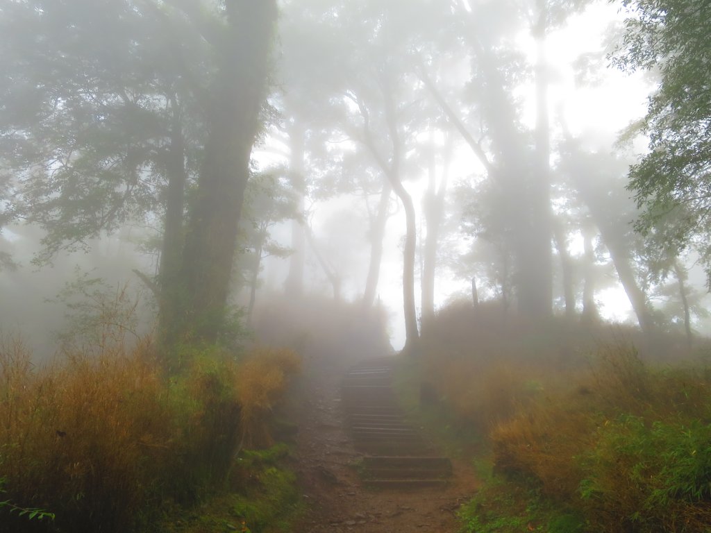 【新竹】觀霧迷幻森林：檜山巨木群步道_1111913