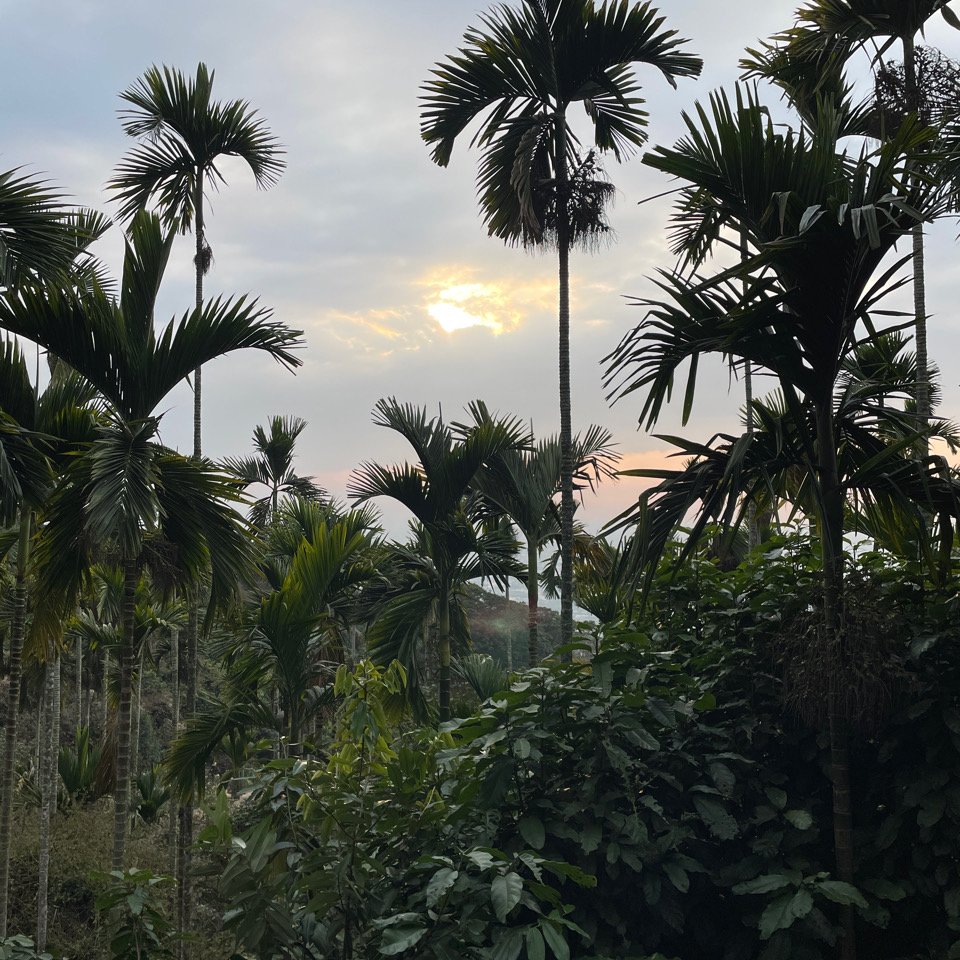 20240210 彰化 臺灣百大必訪步道-藤山步道封面圖