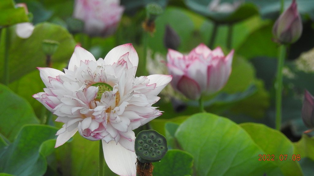 雲山水花鳥蝶 - 天龍國阿伯的日常 7/8&11_1757110