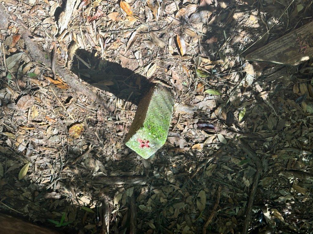 南投魚池-水社大山_2612620