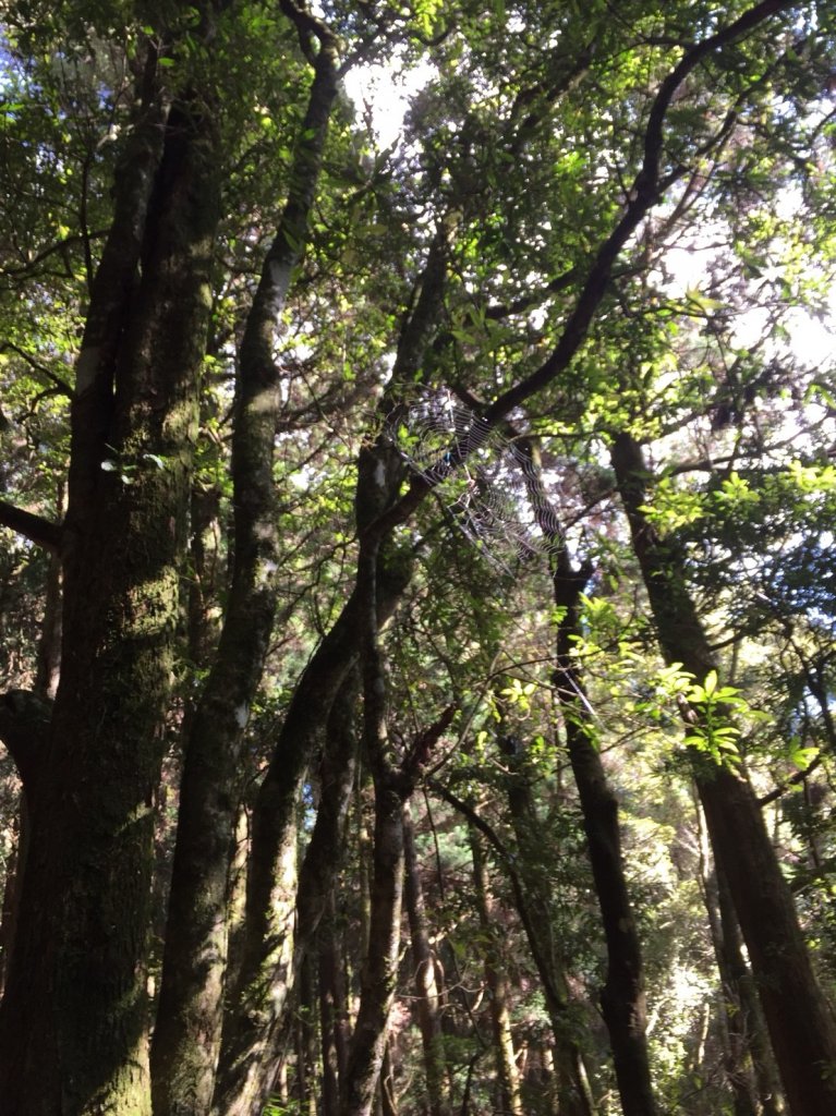 水樣森林 第一次在山裡過夜_659445