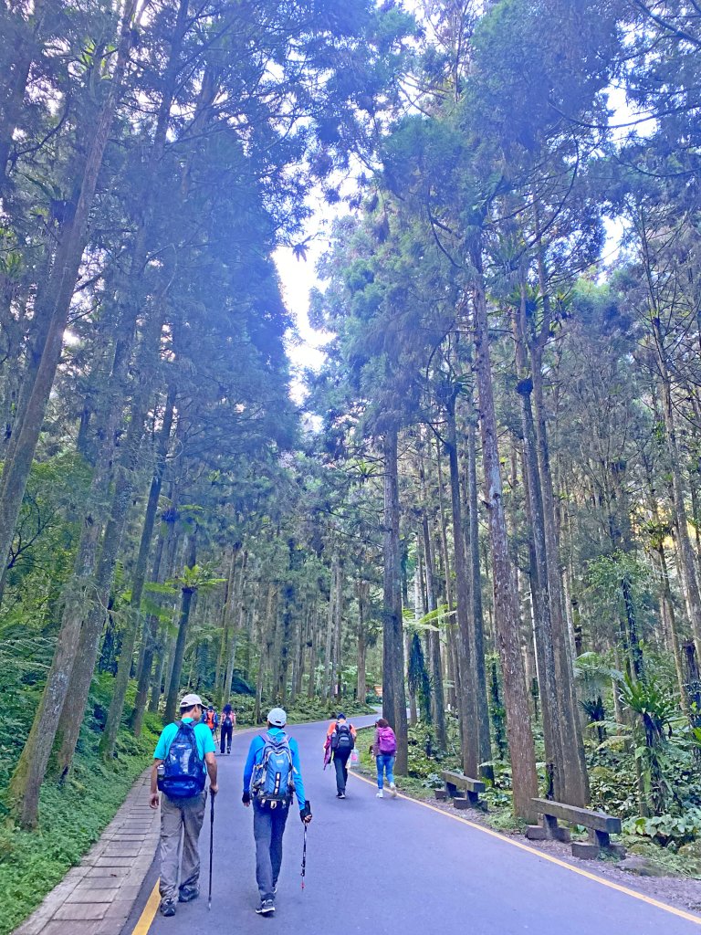 溪頭悠遊盡享森林浴 2020/11/19_1175727