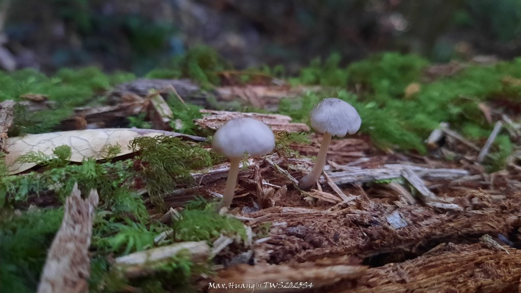 《新竹》斷崖神木｜北得拉曼步道小P繞20251017_2917464
