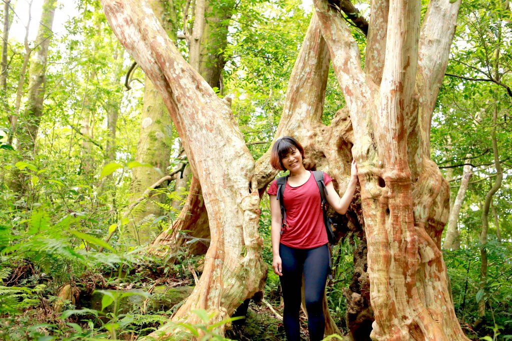 尖石鄉：貴妃山、石猴鞍部_656871
