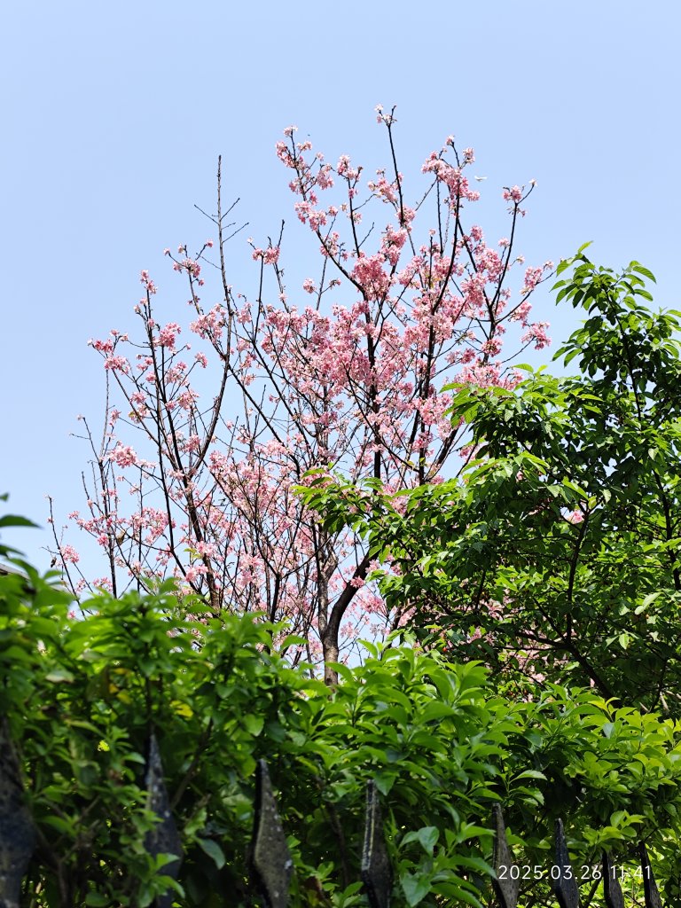 臺灣桃園國際機場、松江公園、大港墘公園封面圖