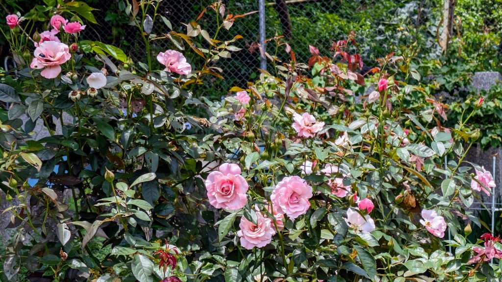 白石湖百合花_2506933