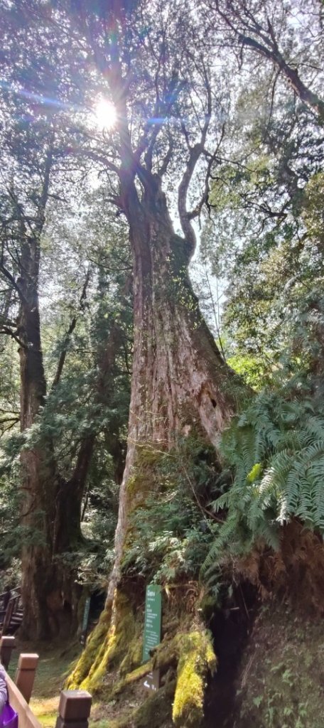 拉拉山國家森林遊樂區_2752210