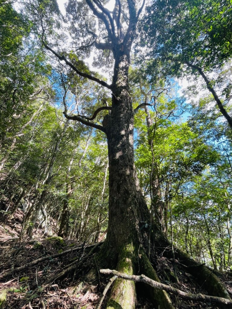 1141116油羅山_2946444