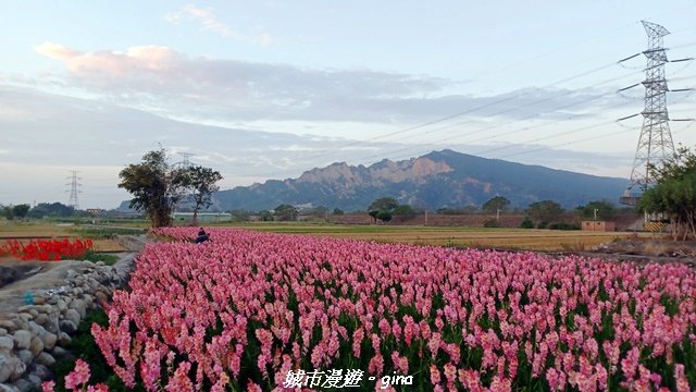 【苗栗三義】台灣百大必訪步道。 火炎山、南鞍古道O繞x火炎山下花海_2954194