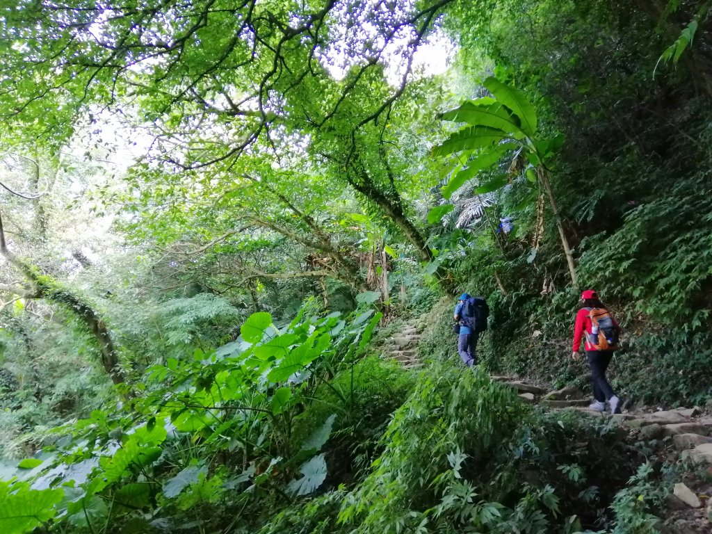 古樸山徑綠意盎然#23小百岳~溪洲山封面圖