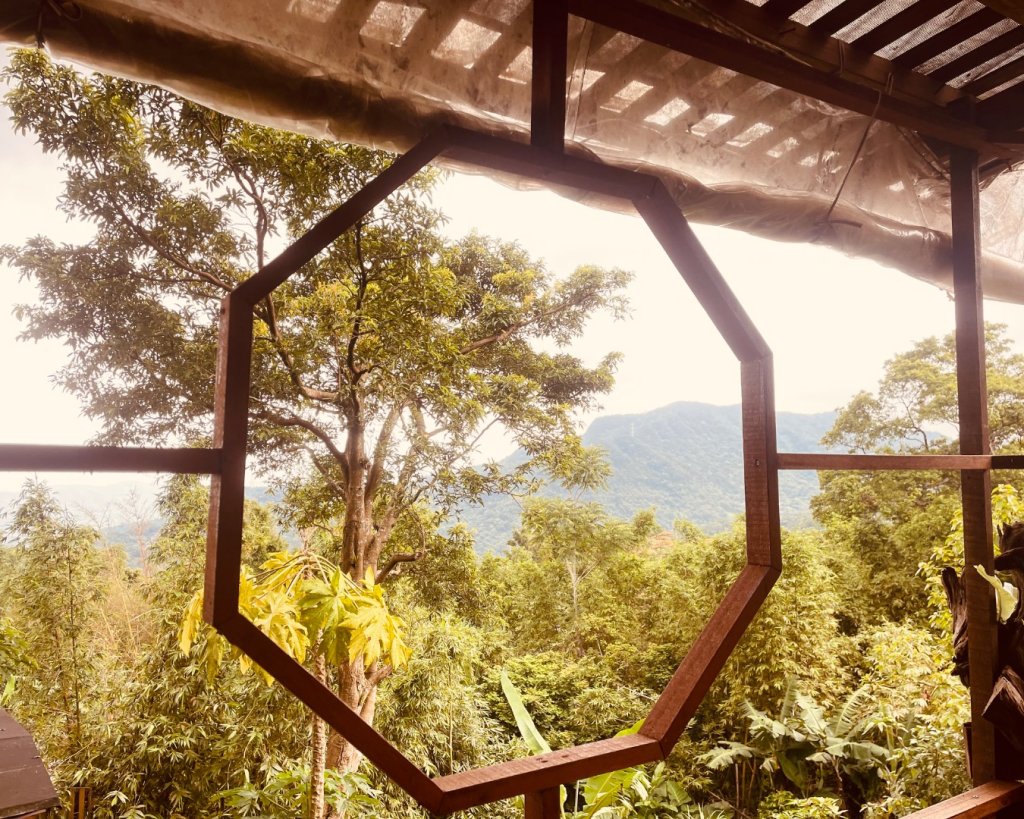 青潭越嶺政大-賞梅花🌸安坑🐦嘴四秀_2847951