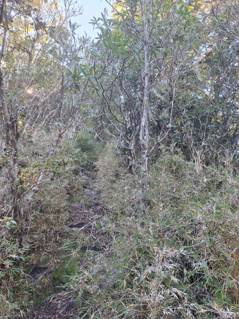 石山+阿毛神木20251211_2961813