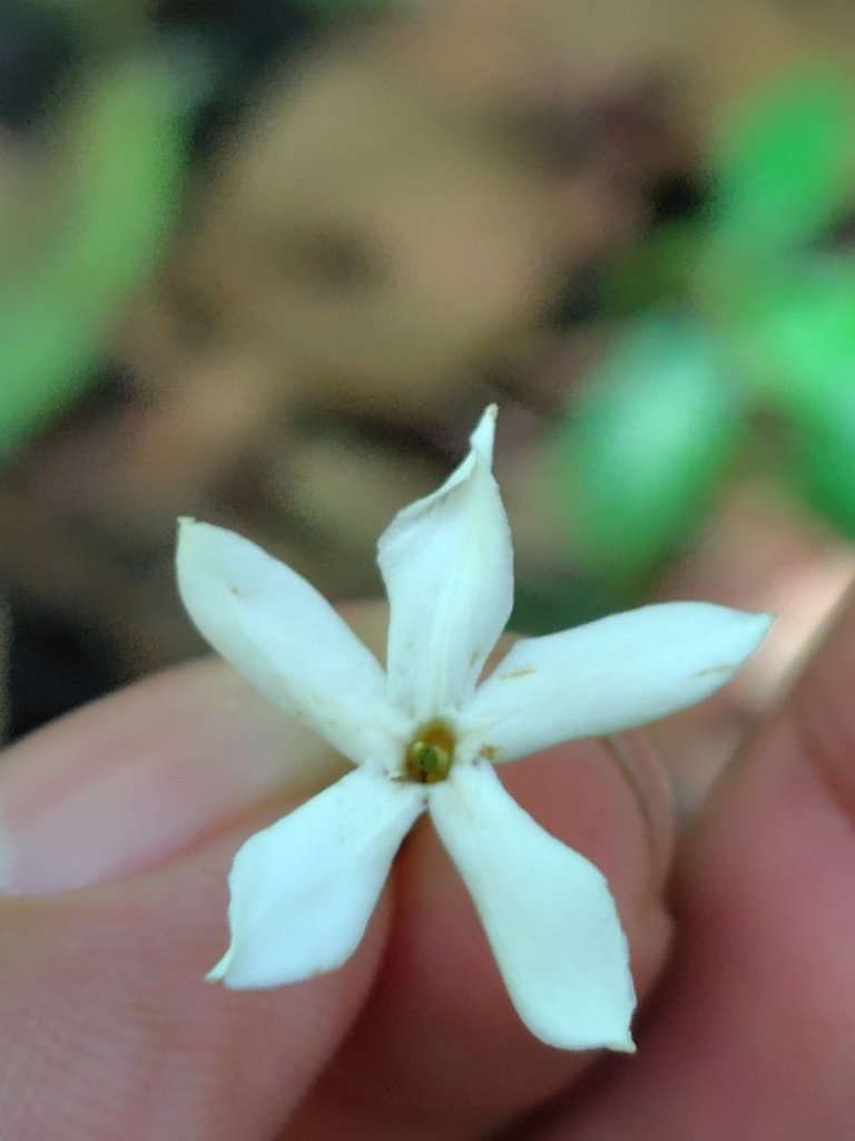 沙里仙林道、沙里仙溪、同富山/埔沙山、東埔山、阿毛巨木_2812494