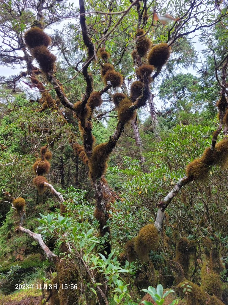 三星山+三星池+望洋山+太平山山毛櫸_2432899