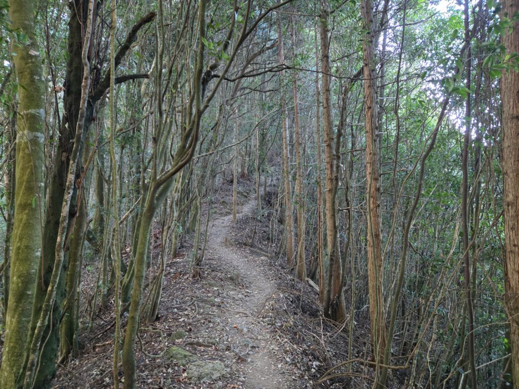 屋我尾山（谷關七雄）_2664171