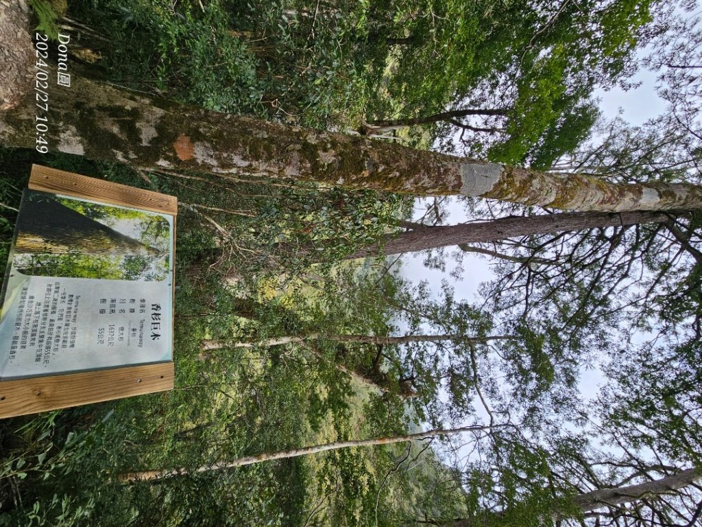 司馬庫斯巨木步道Yaya,櫻花園賞櫻_2440677