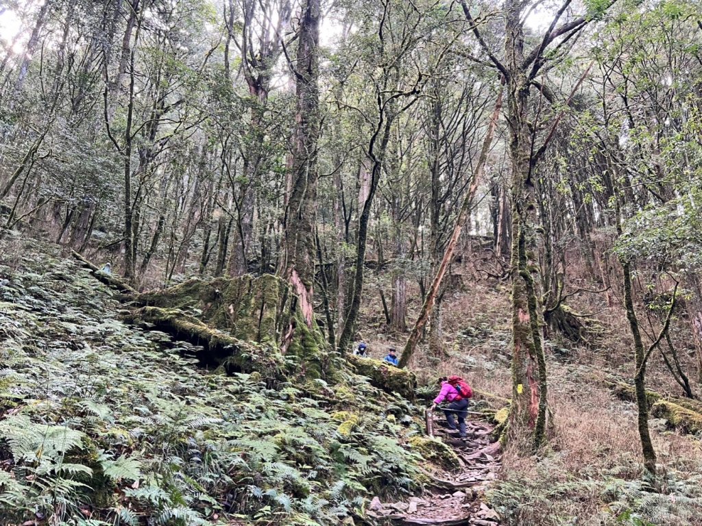 谷關七雄（老大）八仙山步道（七雄完登）_1959170