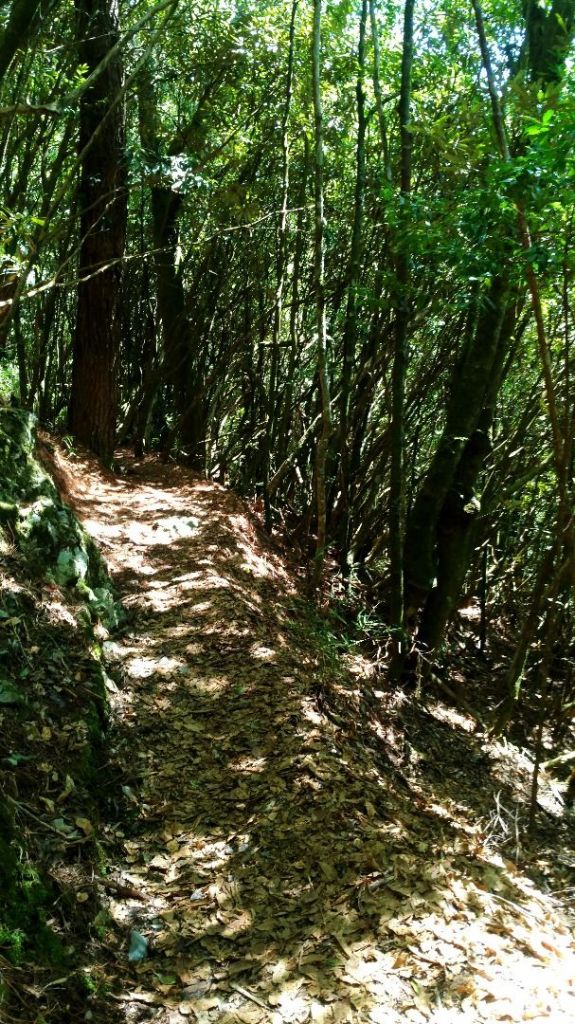 谷關七雄~馬崙山_292092