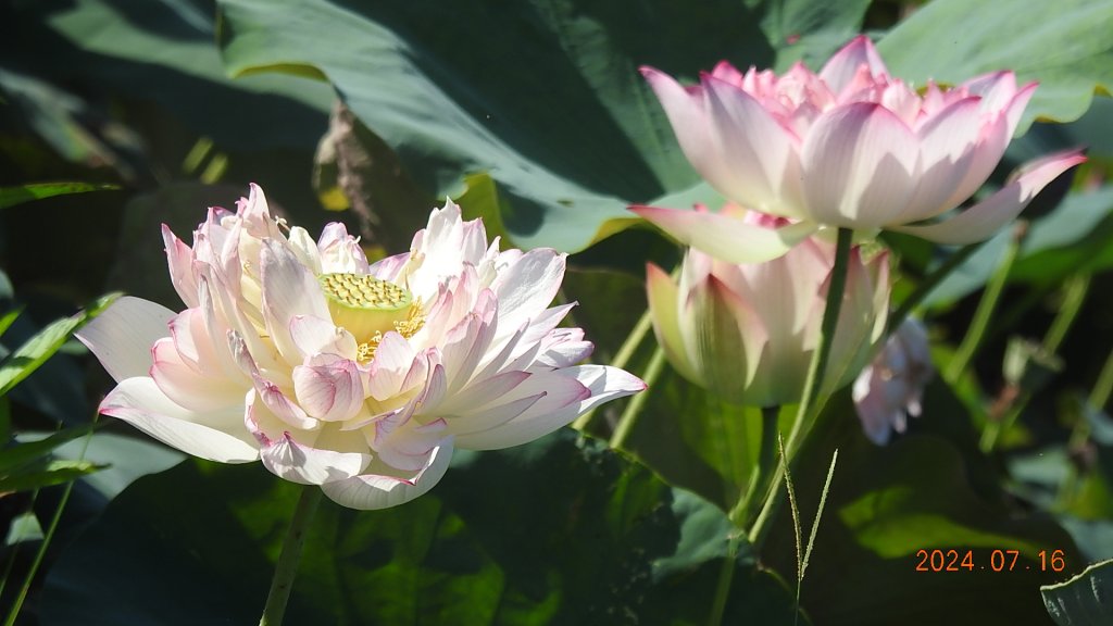 雲山水花鳥蝶 - 天龍國阿伯的日常7/16_2551861