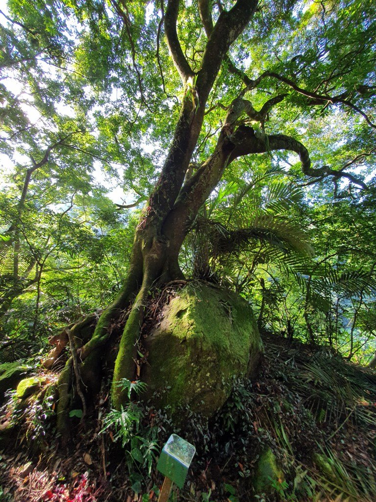 【雲林草嶺】篷萊瀑布封面圖