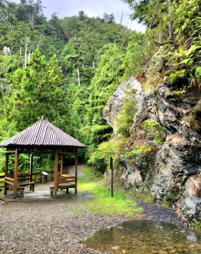 【中級山】雲海的故鄉，觀霧榛山步道，榛山，榛山北峰_2744470