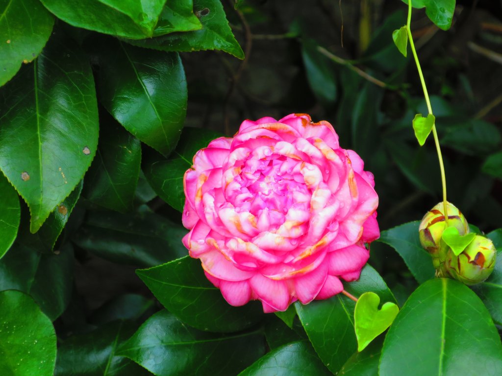 迎春賞花步道：走狗殷勤古道上平菁街賞春櫻_811545