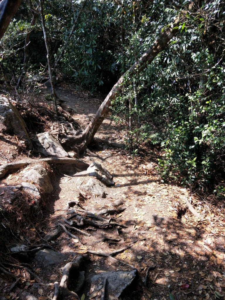 步道巡訪員│白毛山步道3月巡訪日誌_872149