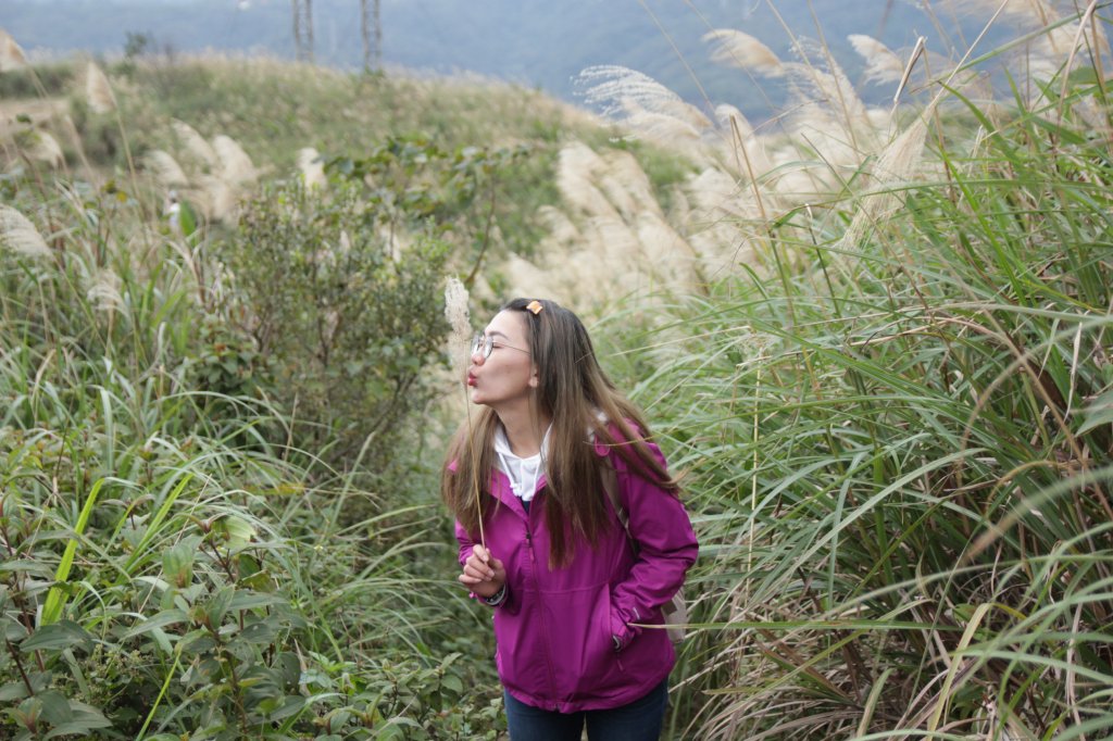 三角埔頂山尋芒草尾巴_1234598