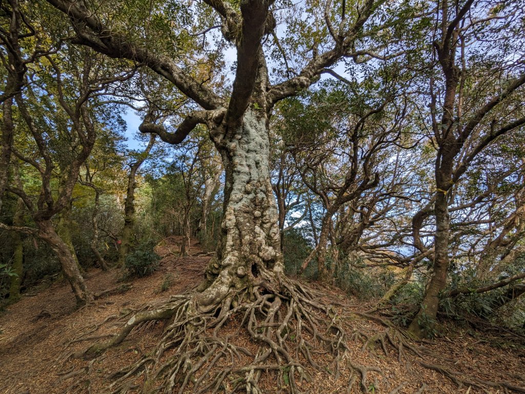 內鳥嘴山_2649123