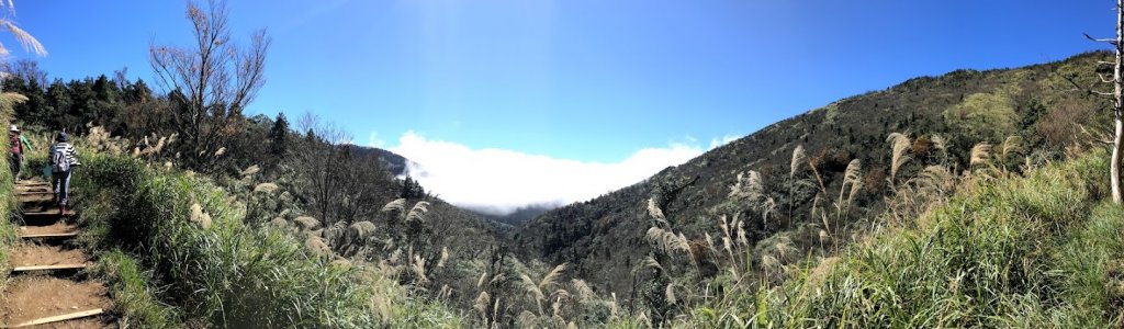 太平山_臺灣山毛櫸國家步道20201118_1967976