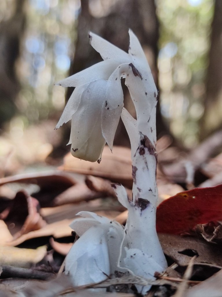 八仙佳保_2746087