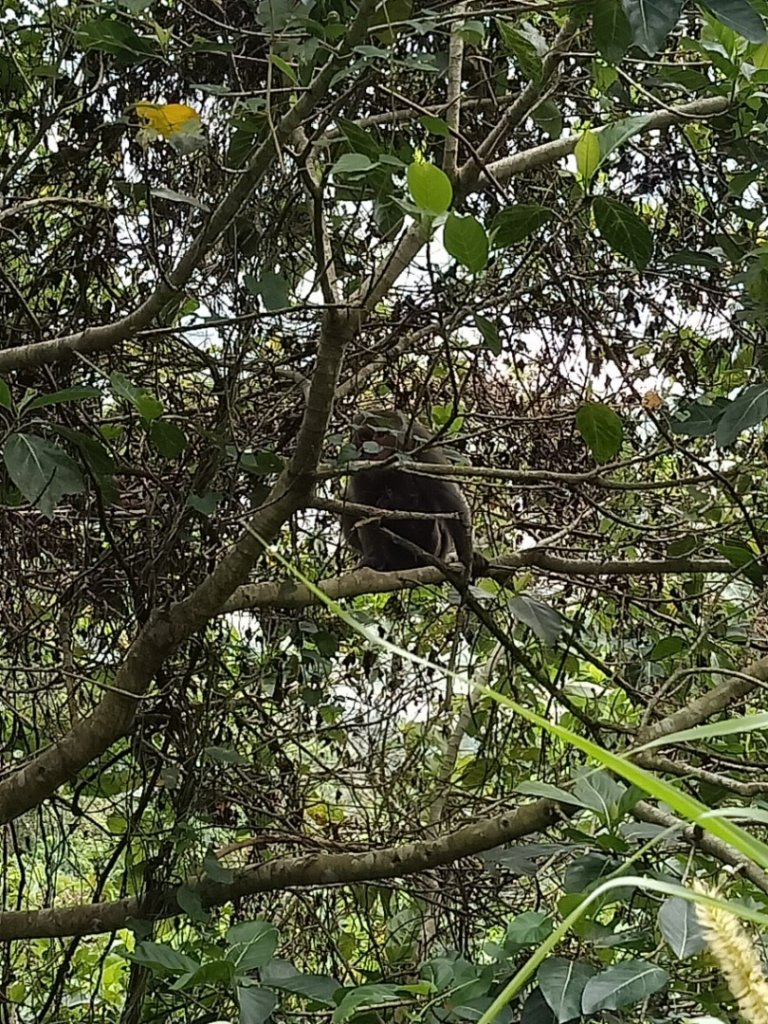 步道巡訪員│佐倉步道2月巡訪日誌_819686