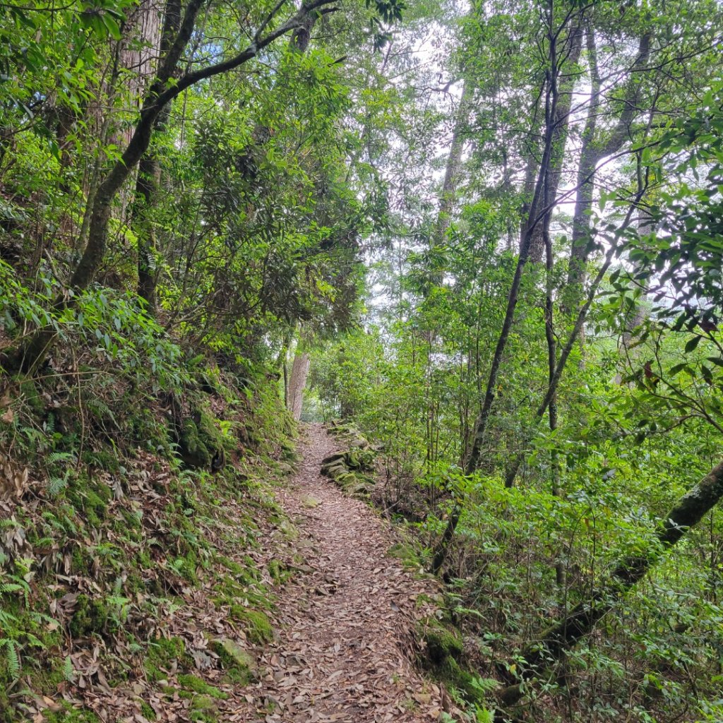 大雪山森林遊樂區森林浴步道_2543593