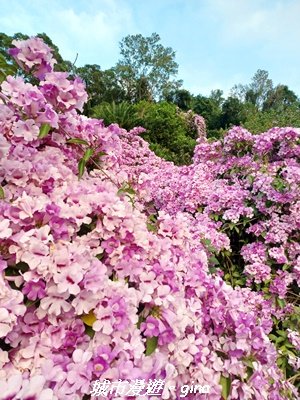 【苗栗】賞花趣~銅鑼杭菊x通霄蒜香藤花廊_2945999