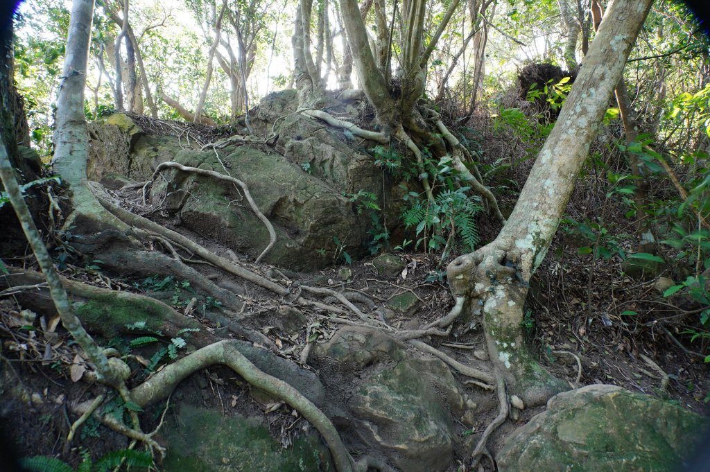 新竹 關西 蓬萊仙島山、石牛山、油井窩山、福大山_2982385