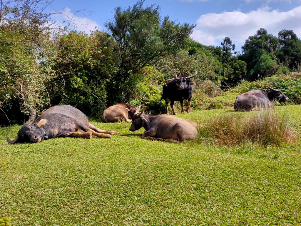 ［擎天崗環形步道］［頂山石梯嶺步道］_2357862