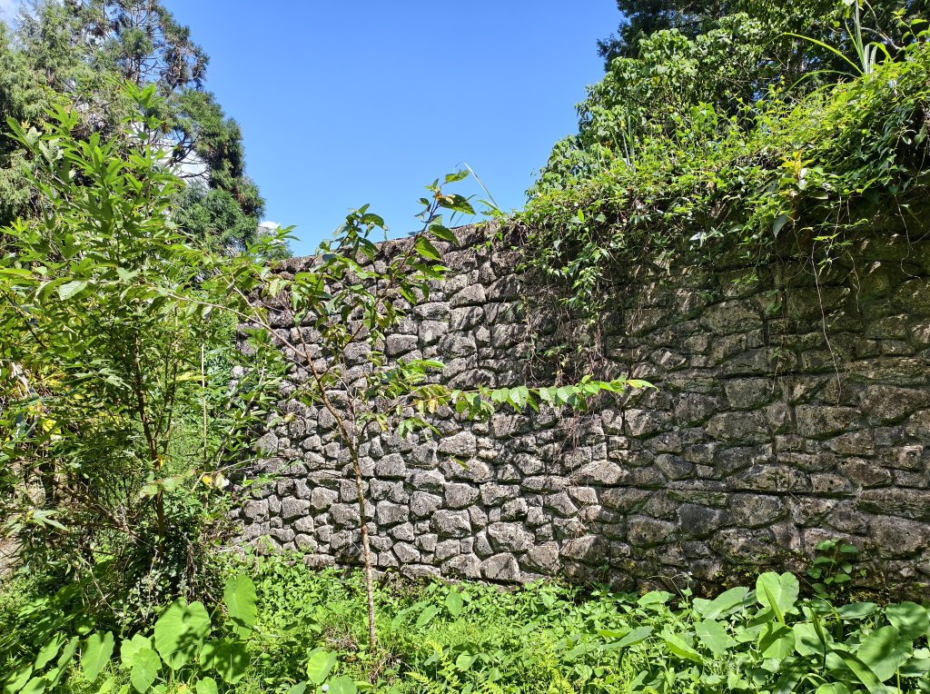 [百山百鳥尋旅-05/15] 2025_0830 溪頭賞鳥步道_銀杏步道_2875511